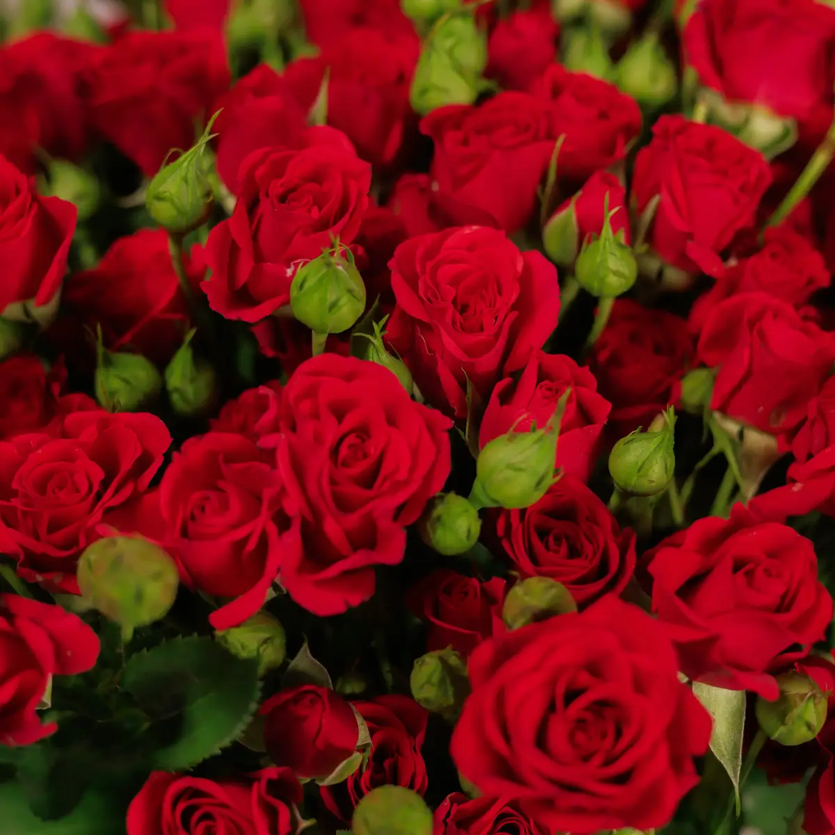 Букет 19 Роз спрей Мирабель купить недорого в Украине, фото 3