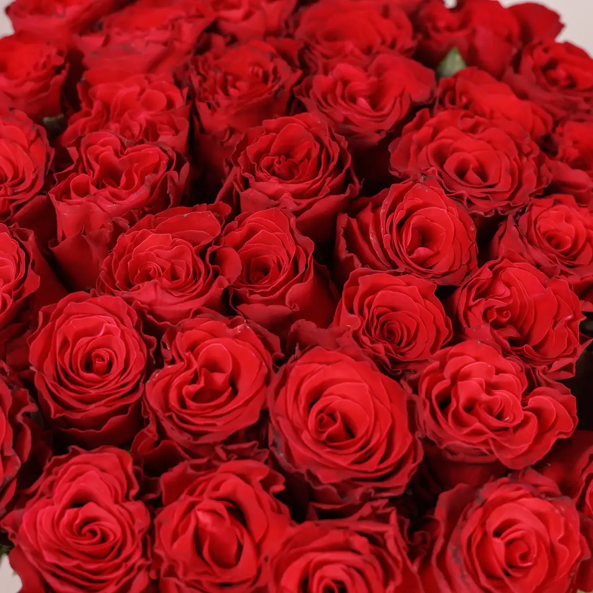 Букет 45 Троянд червоних Родос купити недорого в Україні, фото 3