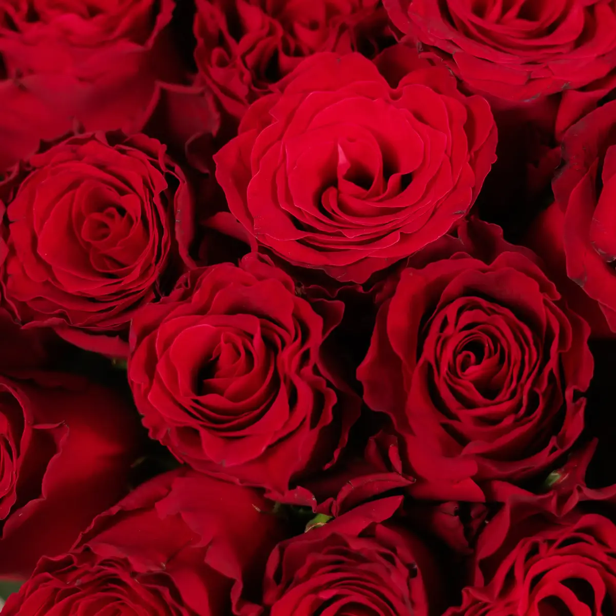 Букет 29 Троянд червоних Родос купити недорого в Україні, фото 3