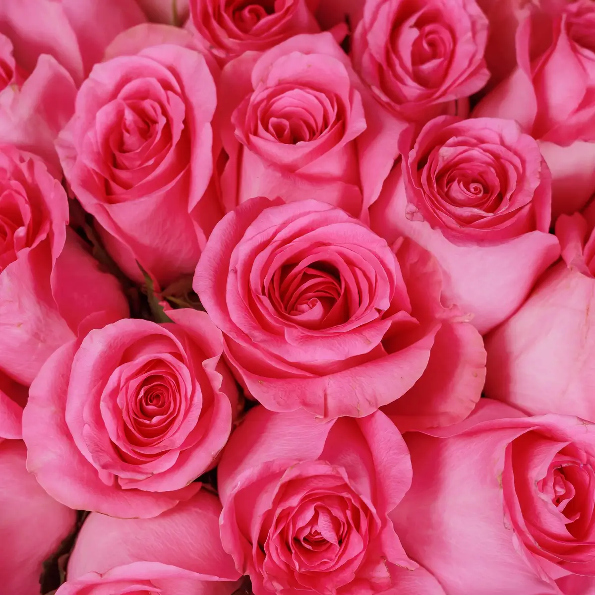 Букет 25 Роз Ревивал купить недорого в Украине, фото 3