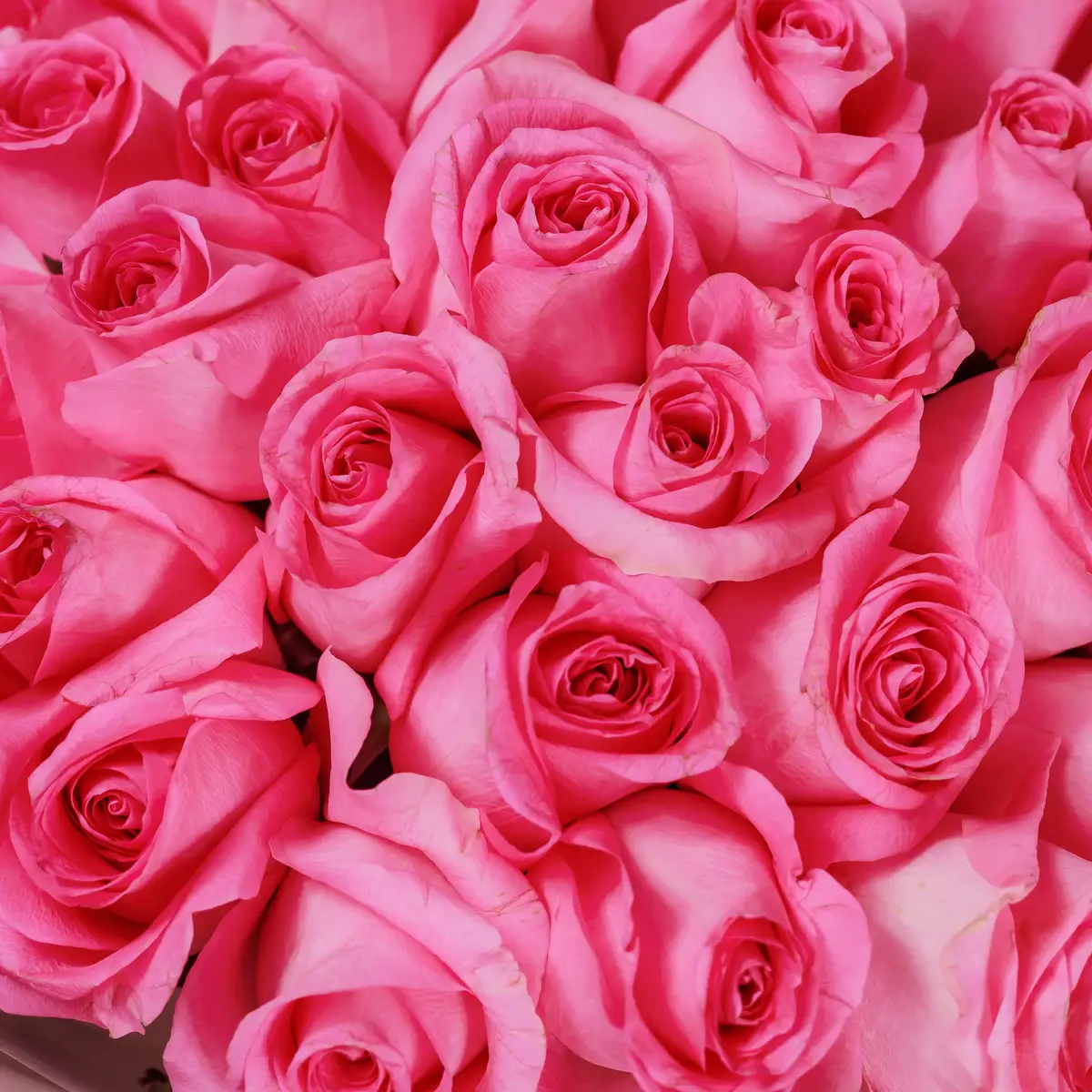 Букет 39 Троянд Ревівал купити недорого в Україні, фото 3