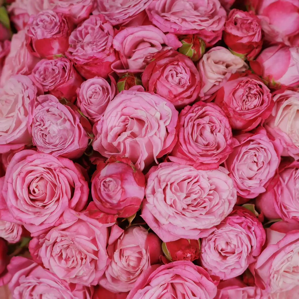 Букет 35 Роз Спрей Леди Бомбастик купить недорого в Украине, фото 3