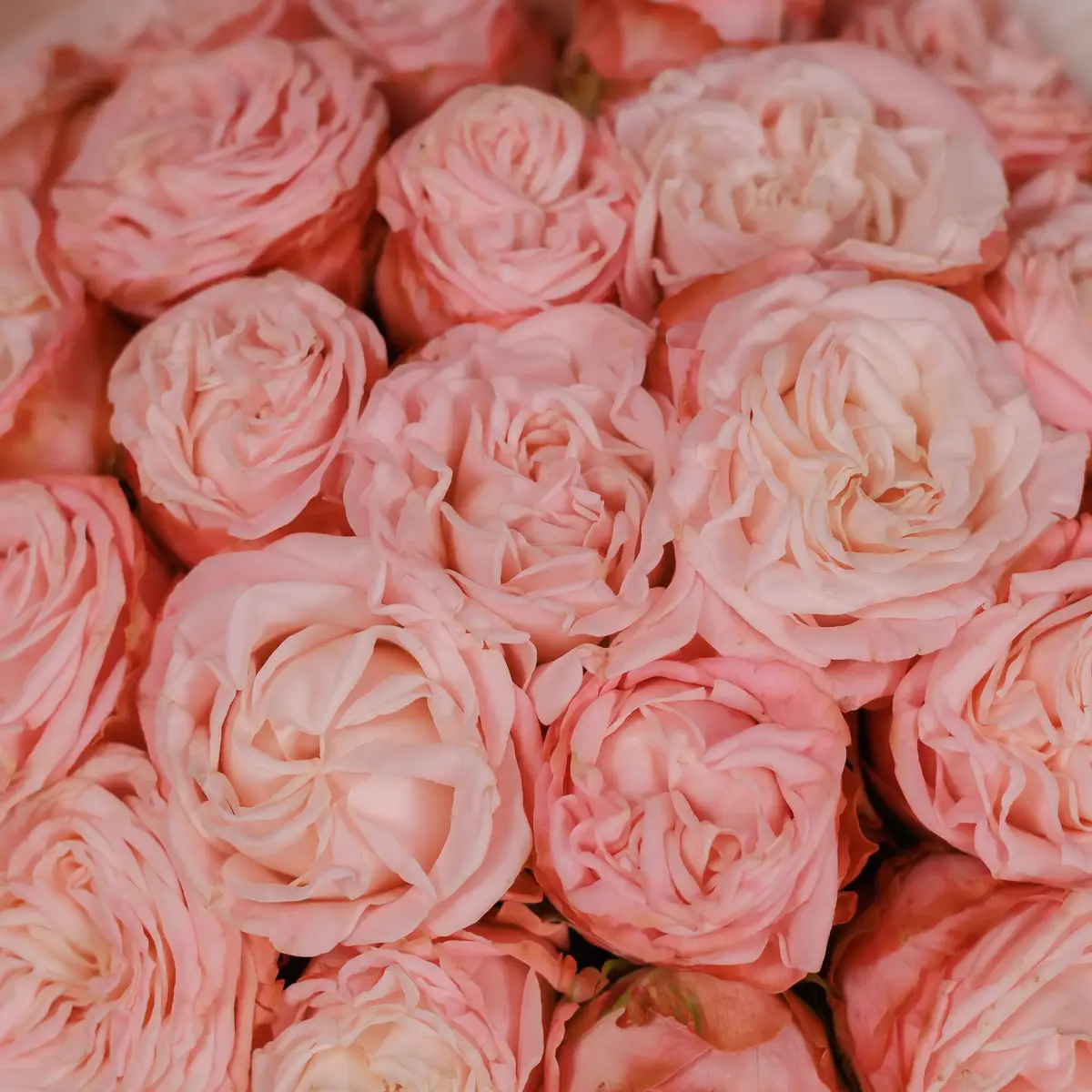 Букет 35 Троянд Мадам Бомбастик купити недорого в Україні, фото 3