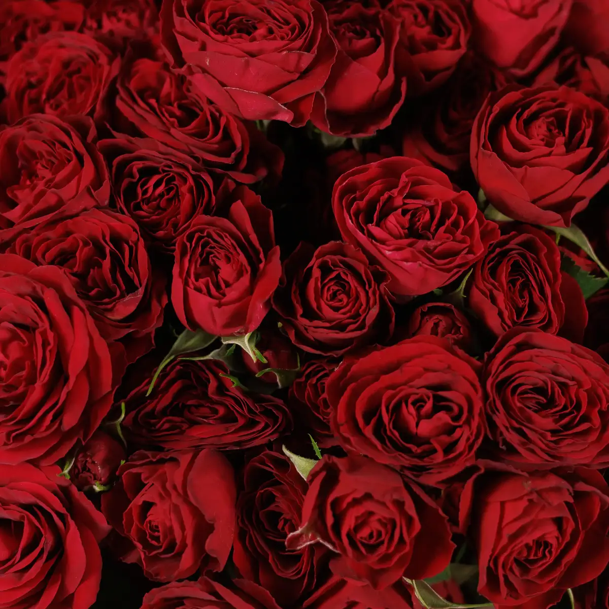 Букет 21 Роза спрей Ред Трендсетер купить недорого в Украине, фото 3