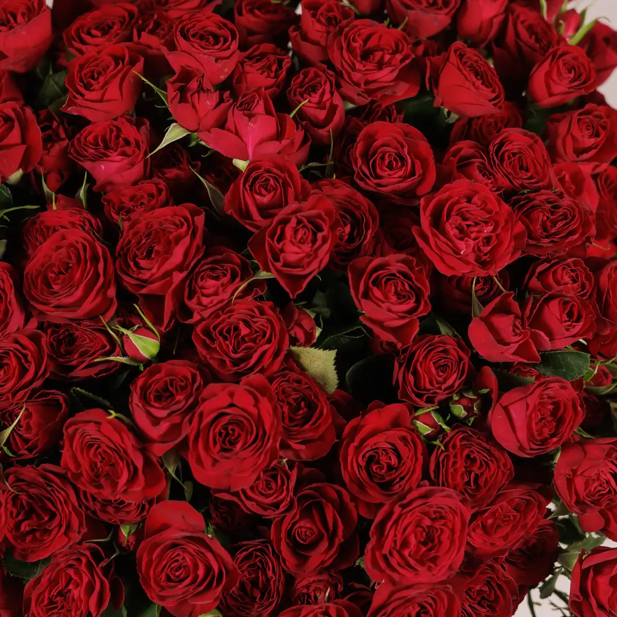 Букет 41 Троянда спрей Ред Трендсетер купити недорого в Україні, фото 3