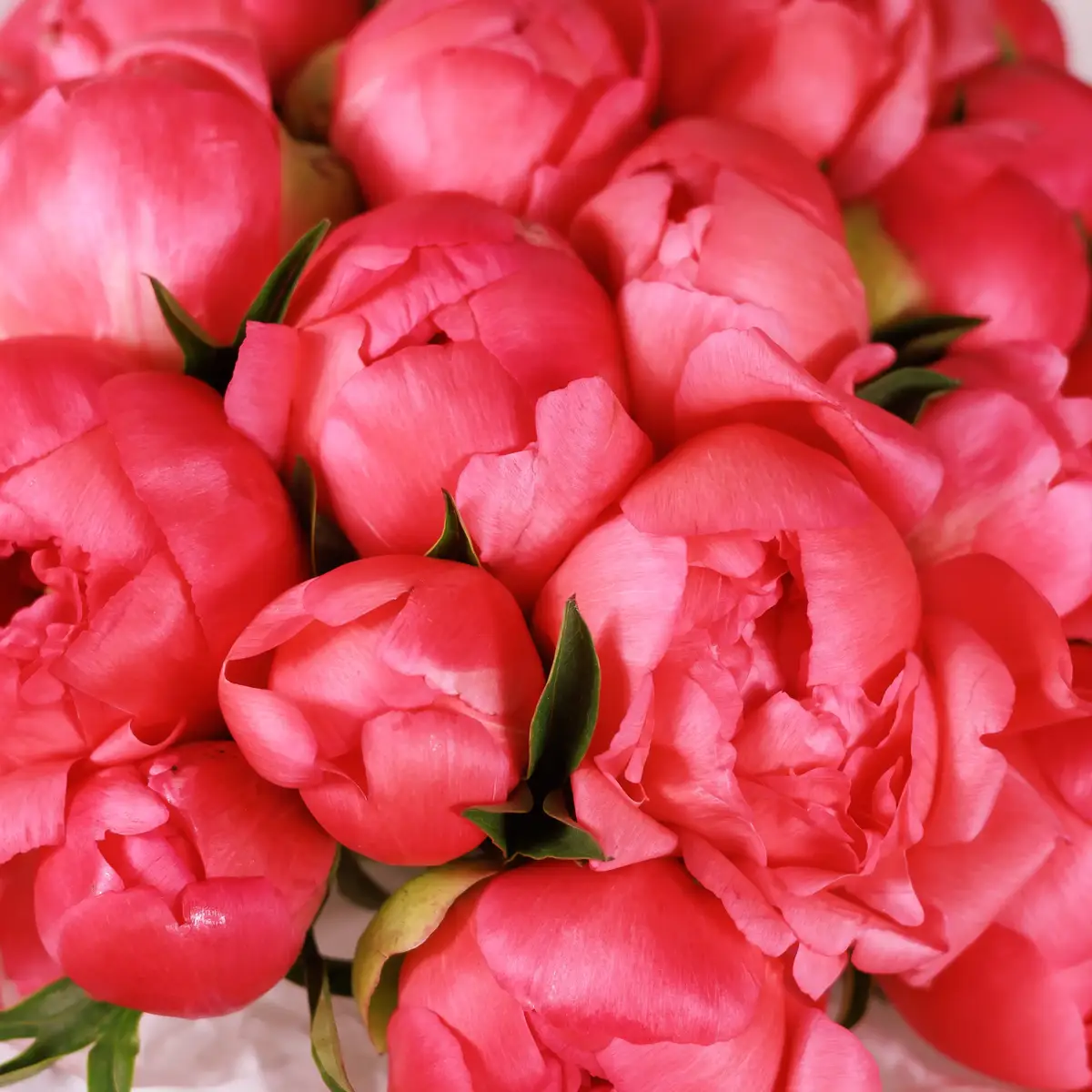 Букет 15 Коралловых Пионов Корал Шарм купить недорого в Украине, фото 3