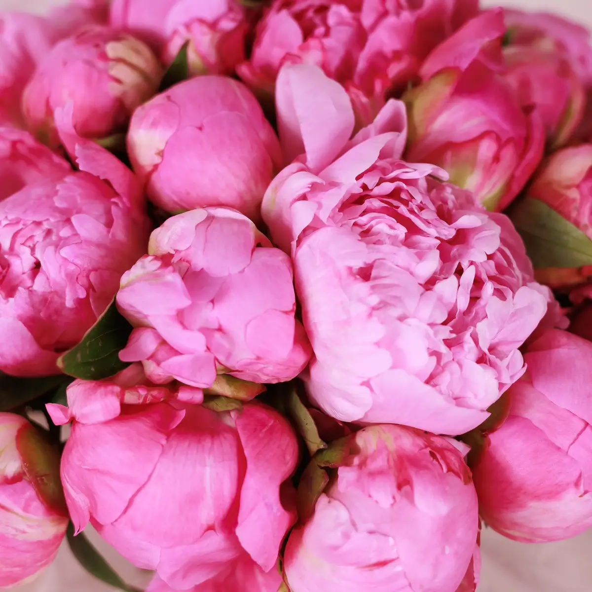 Букет 25 Рожевих Півоній Алекс Флемінг купити недорого в Україні, фото 3