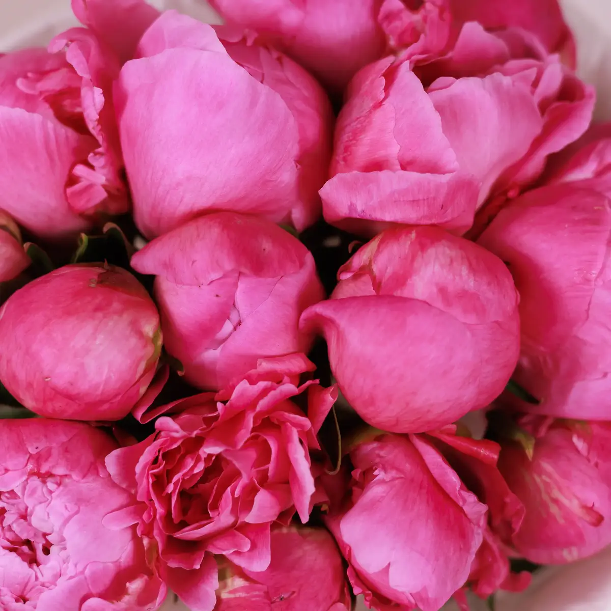 Букет 15 Рожевих Півоній Алекс Флемінг купити недорого в Україні, фото 3