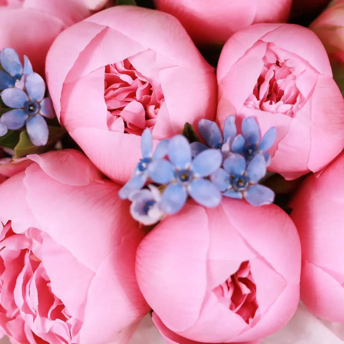 Букет 15 Рожевих Півоній Етчед Сальмон купити недорого в Україні, фото 3