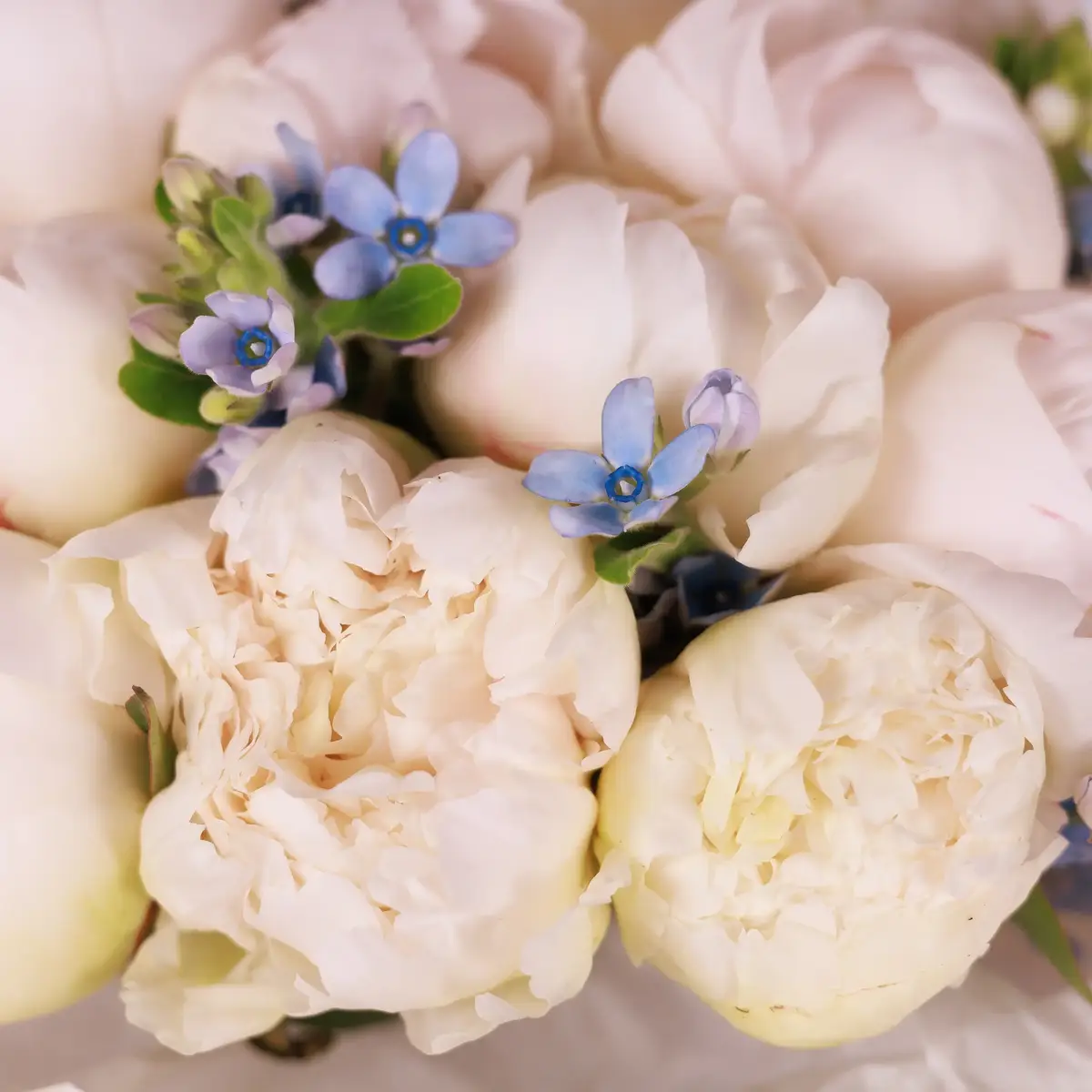 Букет 15 Белых Пионов Бовл оф крем купить недорого в Украине, фото 3