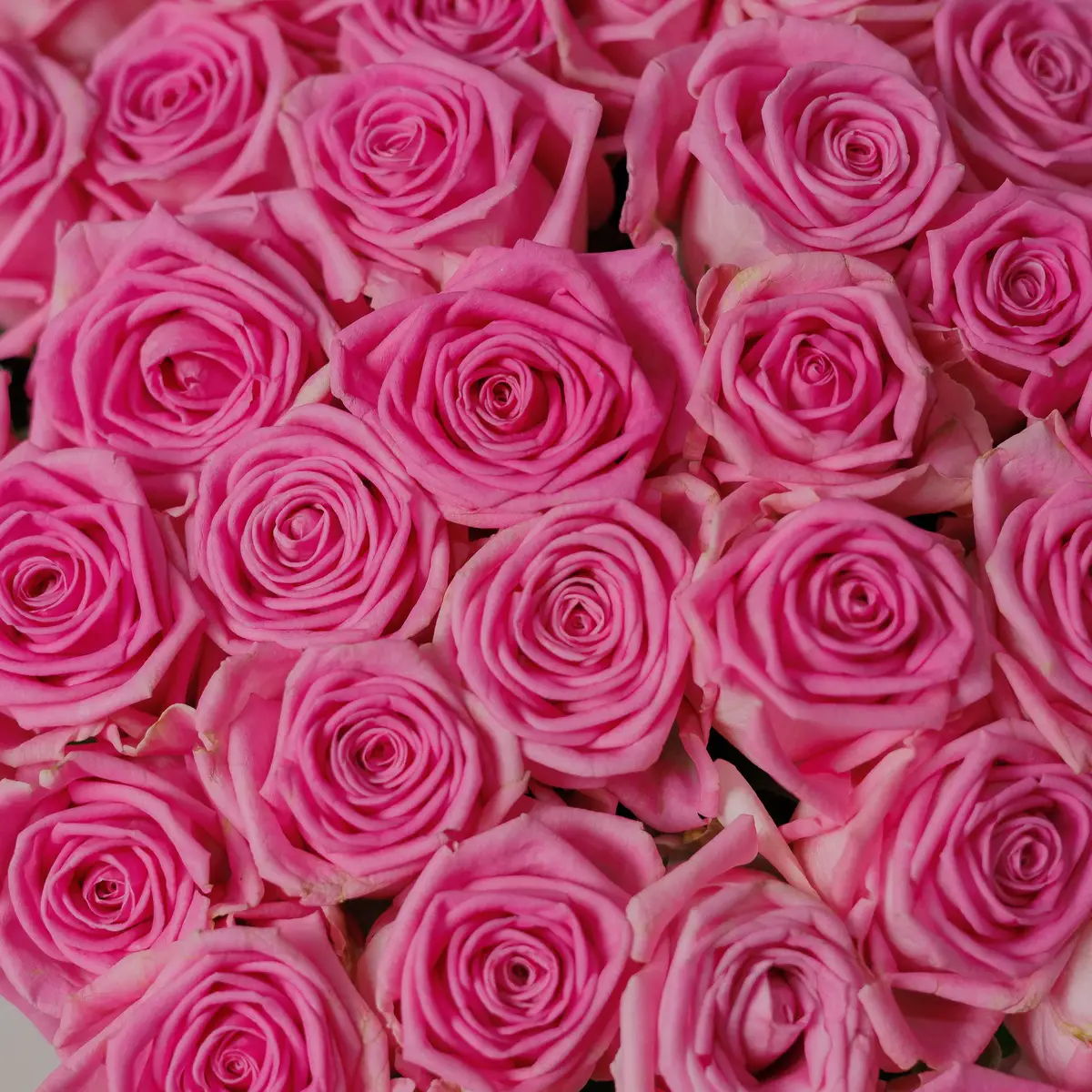 Букет 51 Троянда Аква купити недорого в Україні, фото 3