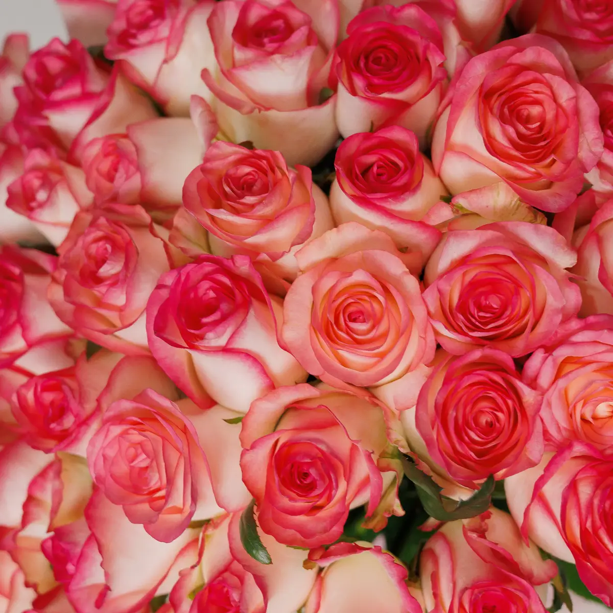 Букет 55 Роз Джумилия купить недорого в Украине, фото 3