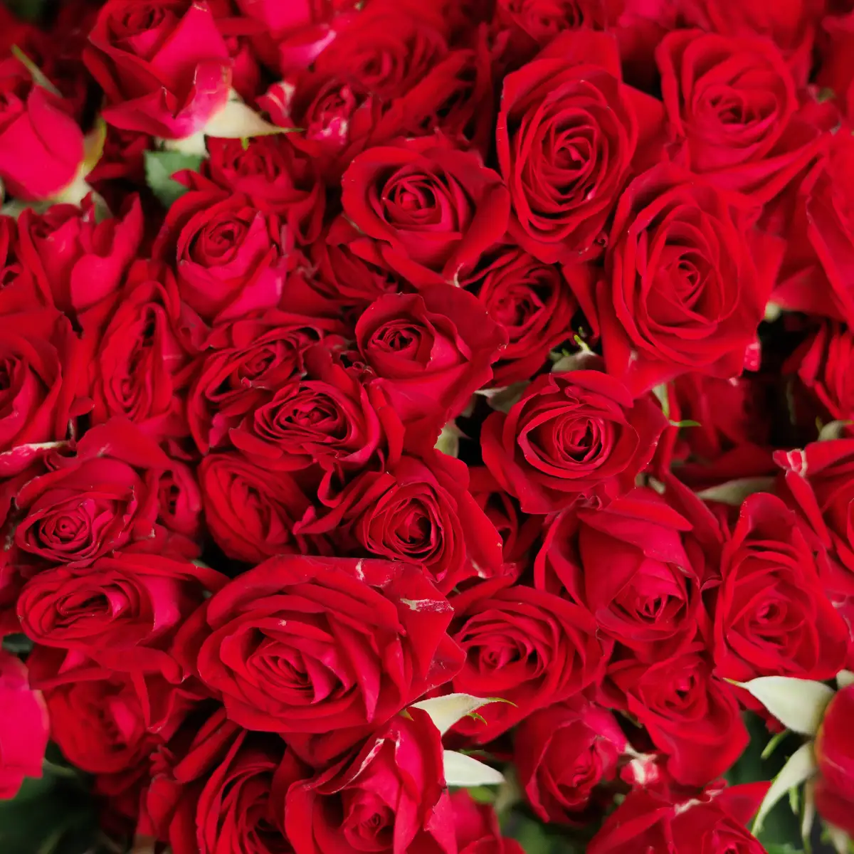 Букет 55 Троянд спрей Домініка купити недорого в Україні, фото 3