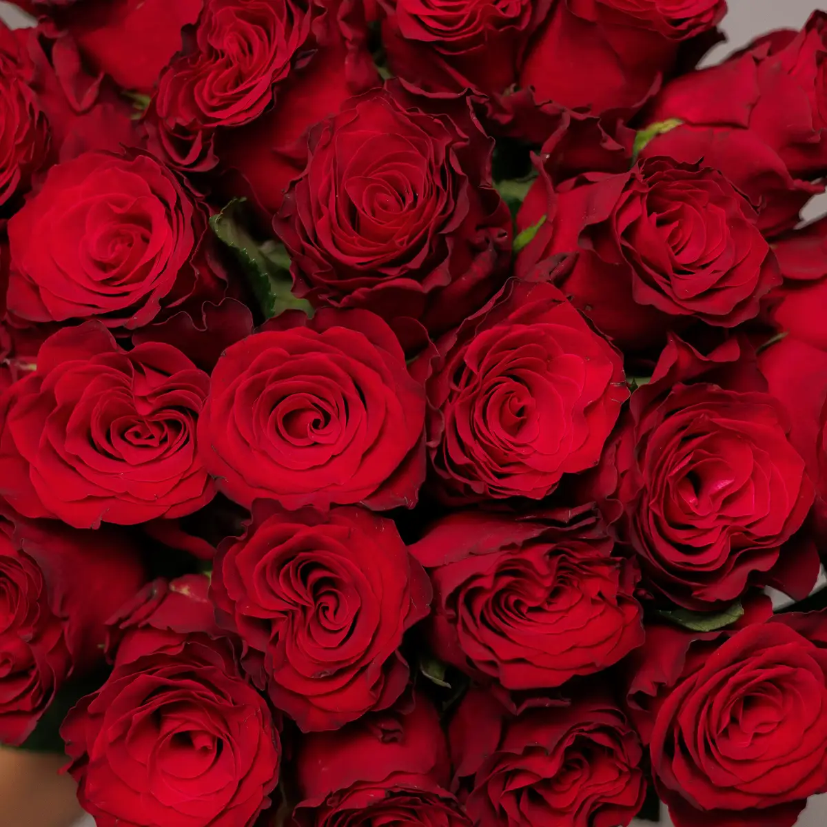 Букет 25 Троянд червоних Родос купити недорого в Україні, фото 3