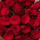 Букет 25 Троянд червоних Родос купити