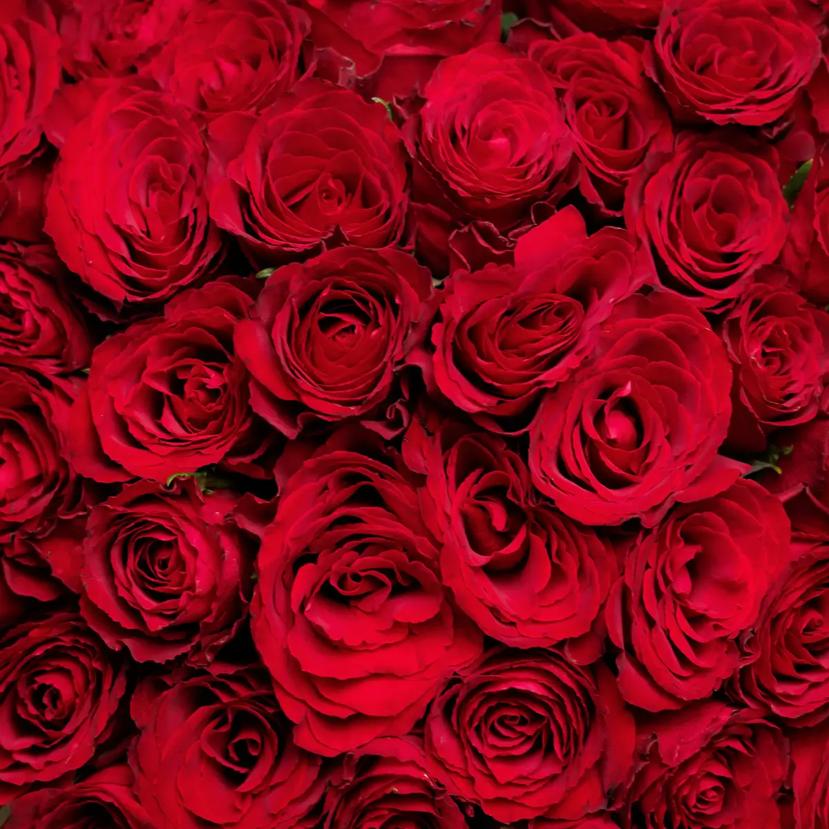 Букет 65 Троянд червоних Мадам Ред купити недорого в Україні, фото 3