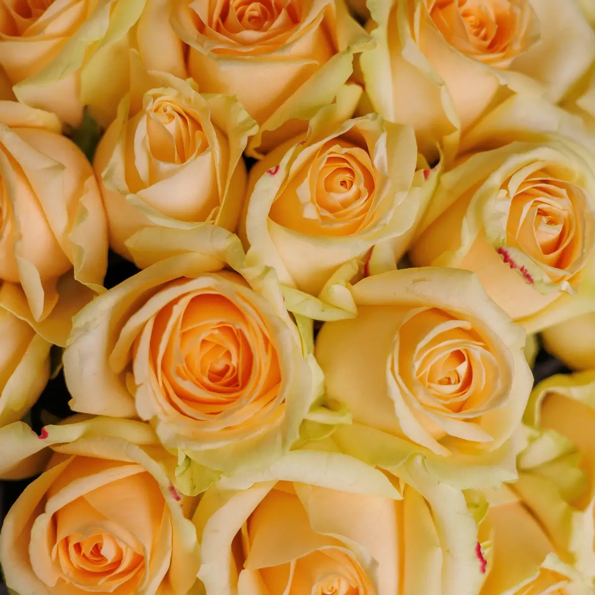 Букет 25 Роз Пич Аваланч купить недорого в Украине, фото 3