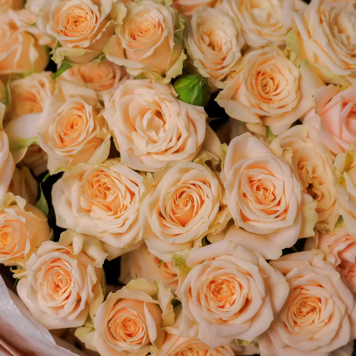 Букет 25 Троянд спрей Таня купити недорого в Україні, фото 3