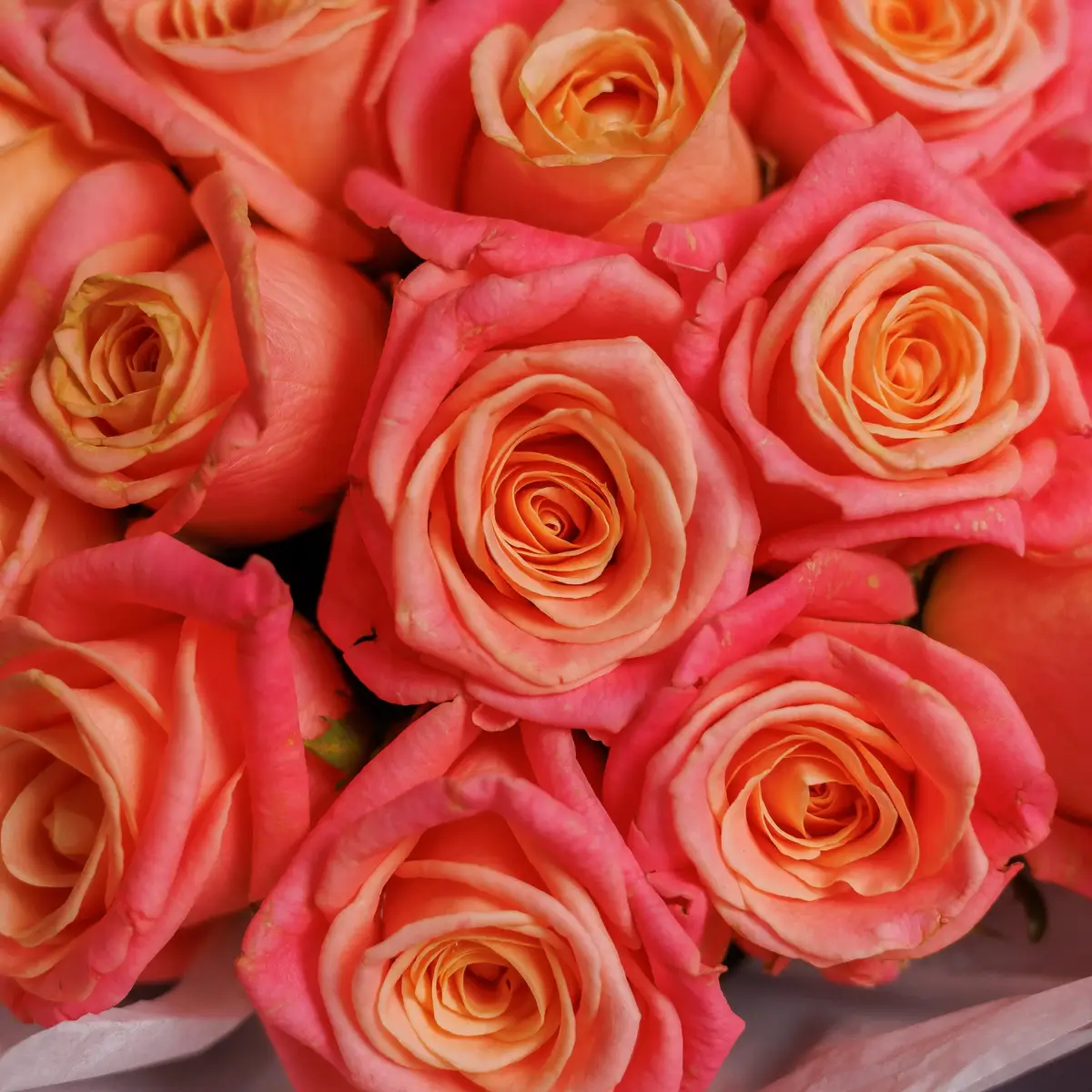 Букет 35 Троянд Міс Піггі купити недорого в Україні, фото 3