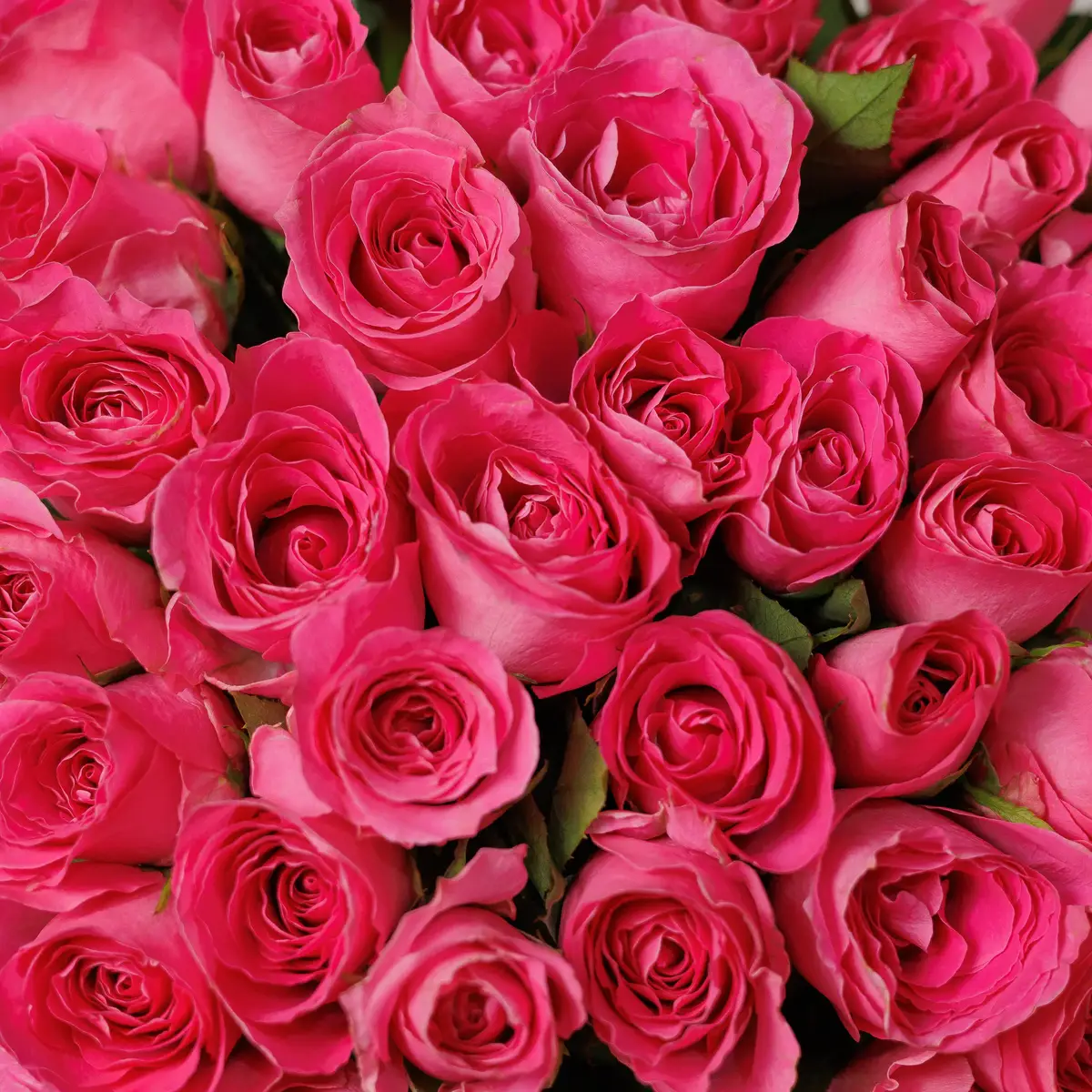 Букет 41 Роза Вотергейм купить недорого в Украине, фото 3