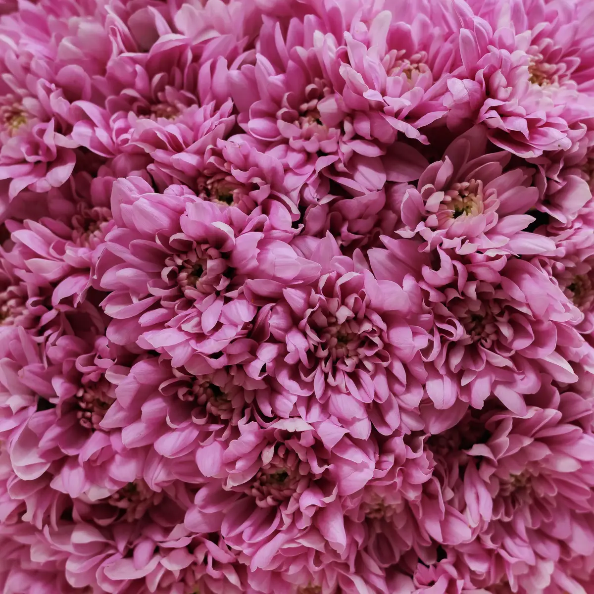 Букет 15 Рожевих Хризантем купити недорого в Україні, фото 3