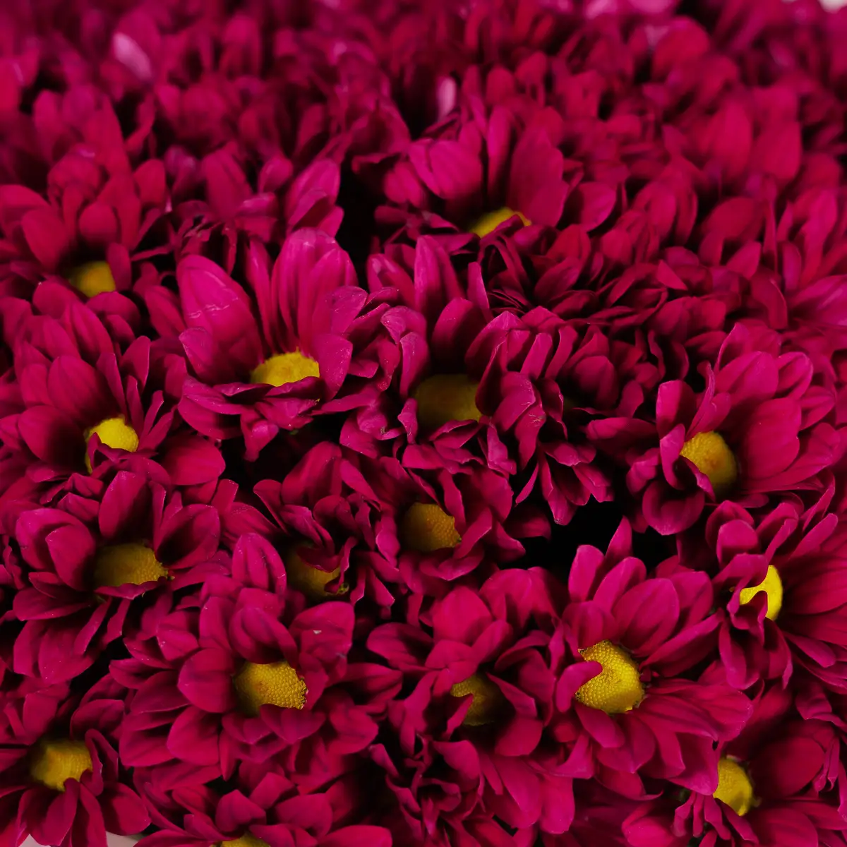 Букет 15 Малинових Хризантем Ромашка купити недорого в Україні, фото 3