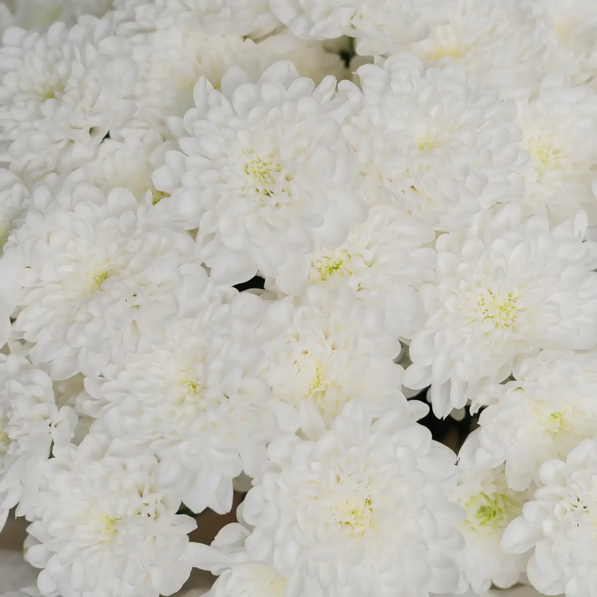 Букет 15 Белых Хризантем. купить недорого в Украине, фото 3