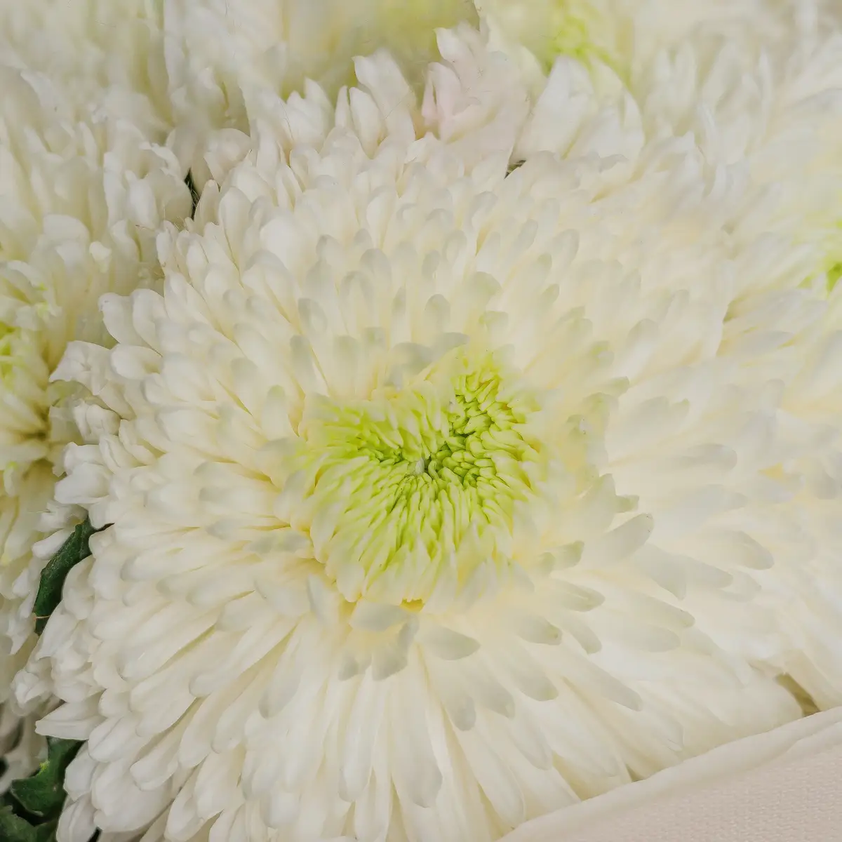 Букет 9 Однобутонних Білих Хризантем купити недорого в Україні, фото 3