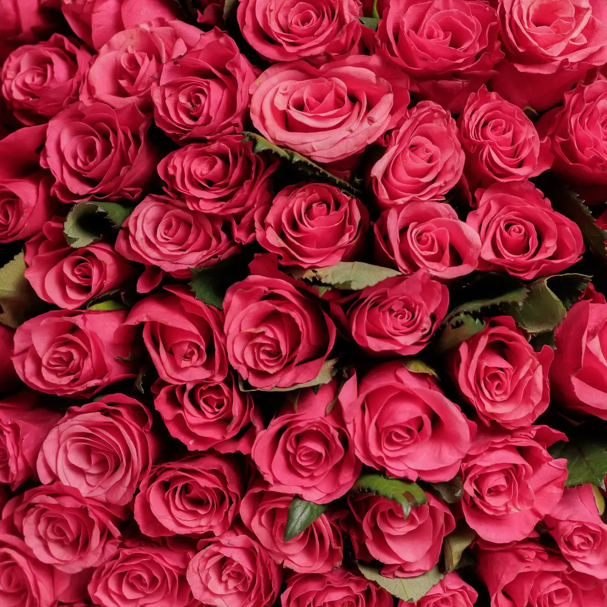 Букет 75 Троянд Таказі купить недорого в Украине, фото 3