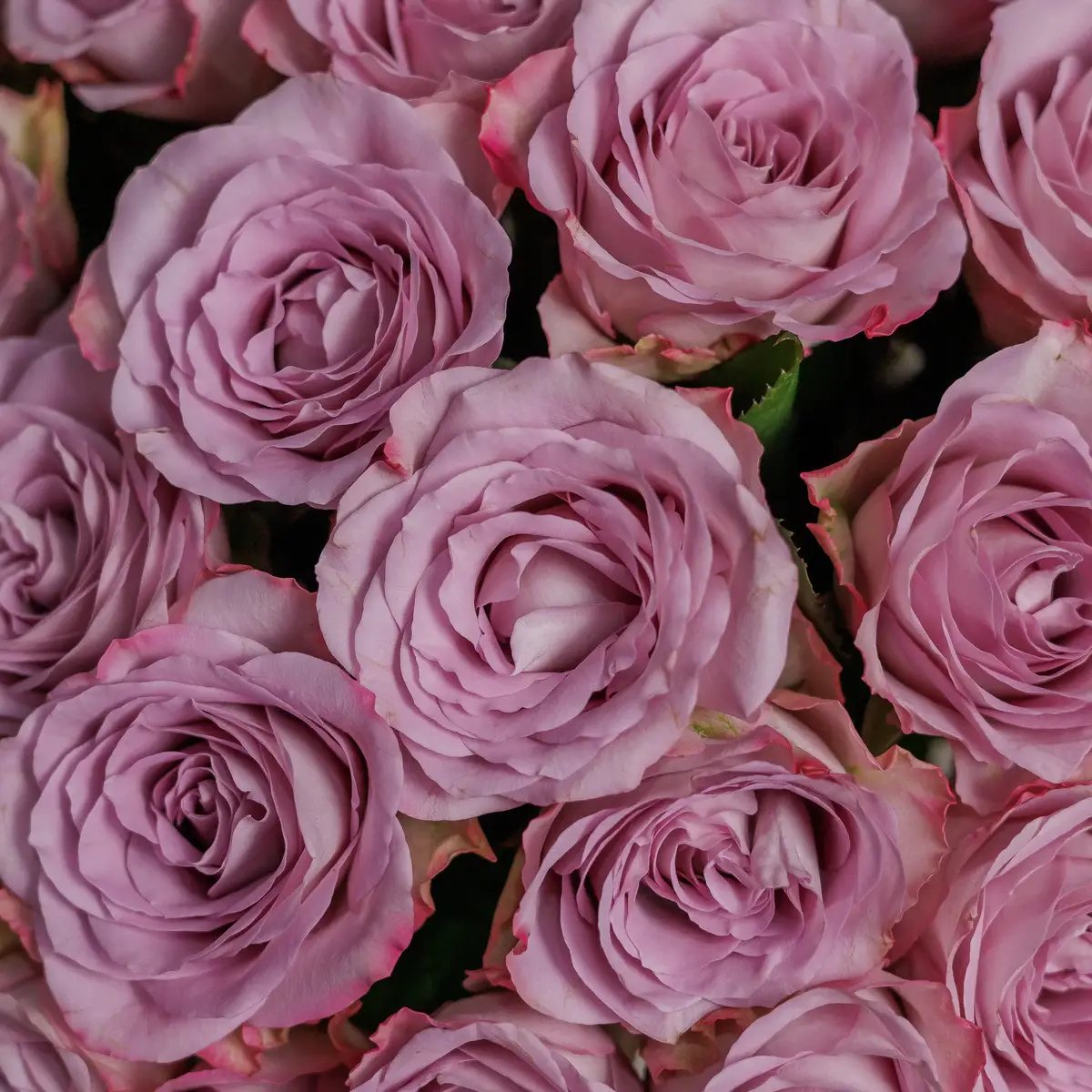 Бокс 55 Роз Мемори Лейн купити недорого в Україні, фото 3