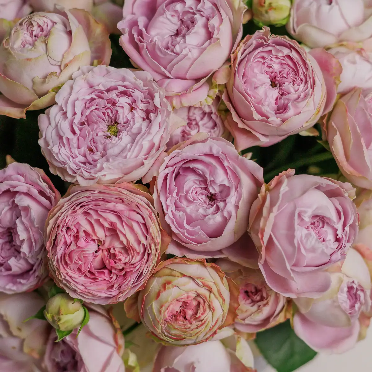 Бокс 19 Троянд спрей Блоссом Баблз купити недорого в Україні, фото 3