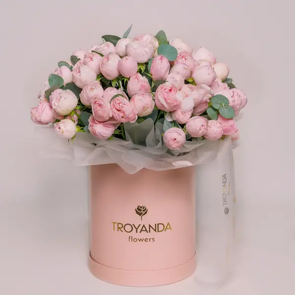 Бокс 35 Троянд спрей Менсфілд Парк купити