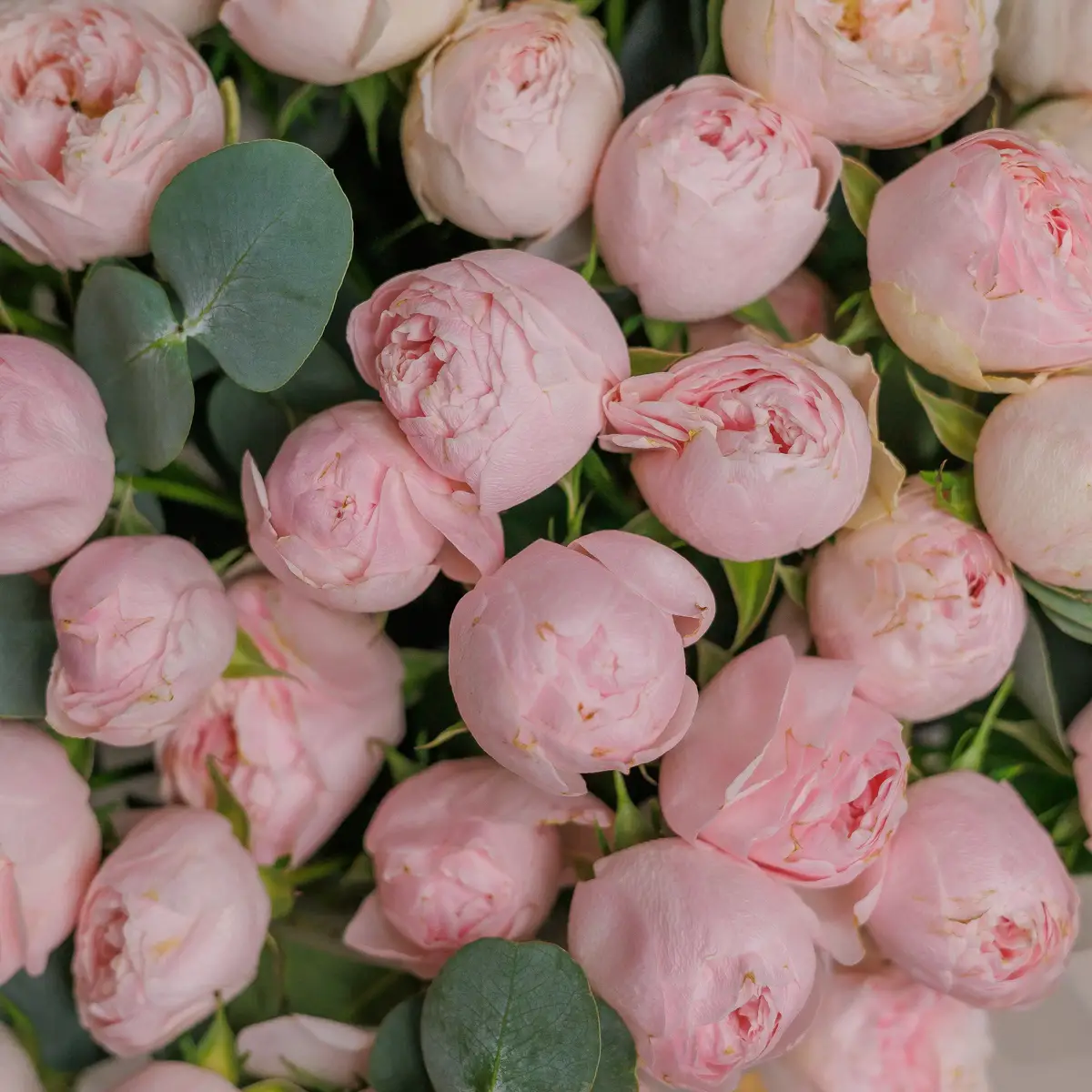 Бокс 35 Троянд спрей Менсфілд Парк купити недорого в Україні, фото 3