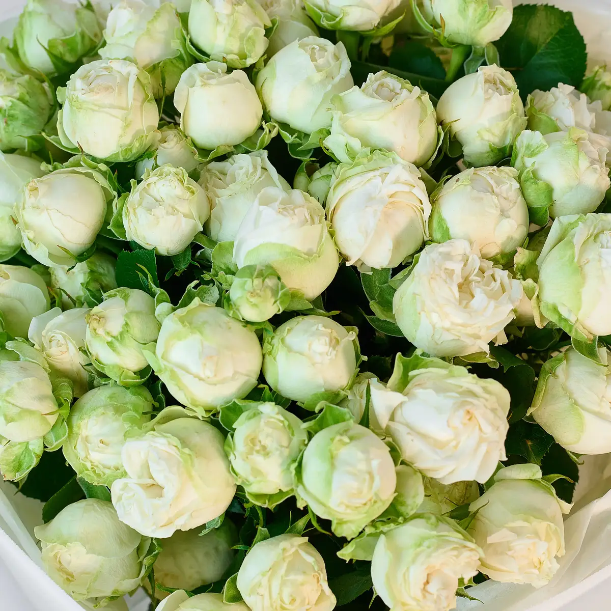 Букет 15 роз спрей Мисс Бомбастик купить недорого в Украине, фото 3