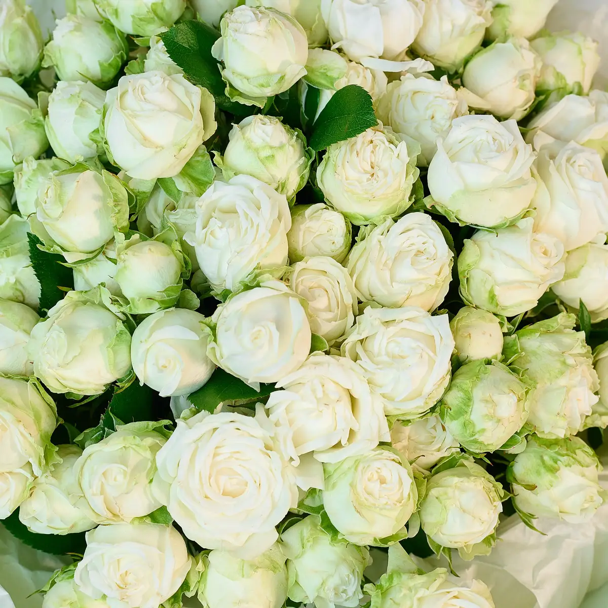 Букет 25 Троянд спрей Міс Бомбастик купити недорого в Україні, фото 3