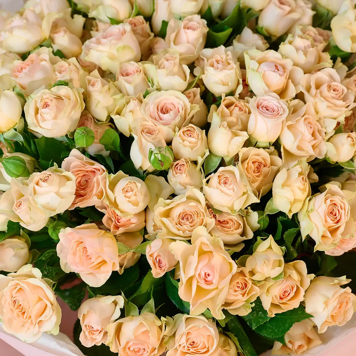 Букет 35 Троянд спрей Сансере купити недорого в Україні, фото 3