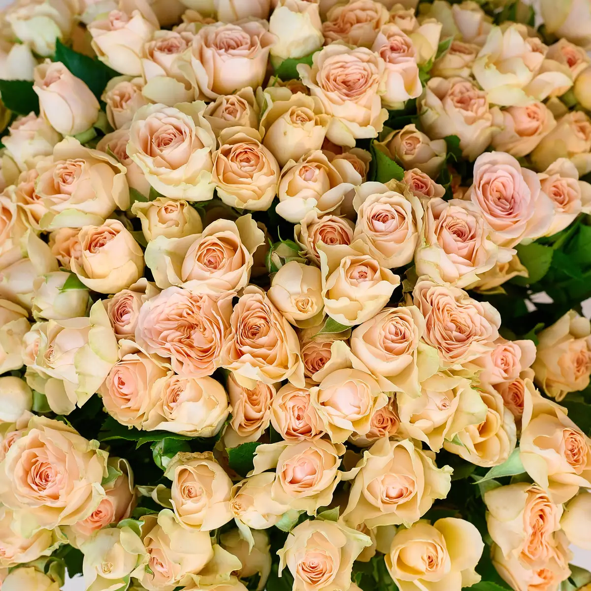 Букет 51 Троянд спрей Сансере купити недорого в Україні, фото 3