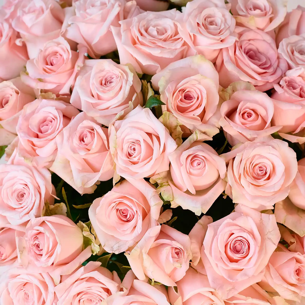 Букет 51 роза Кимберли купить недорого в Украине, фото 3