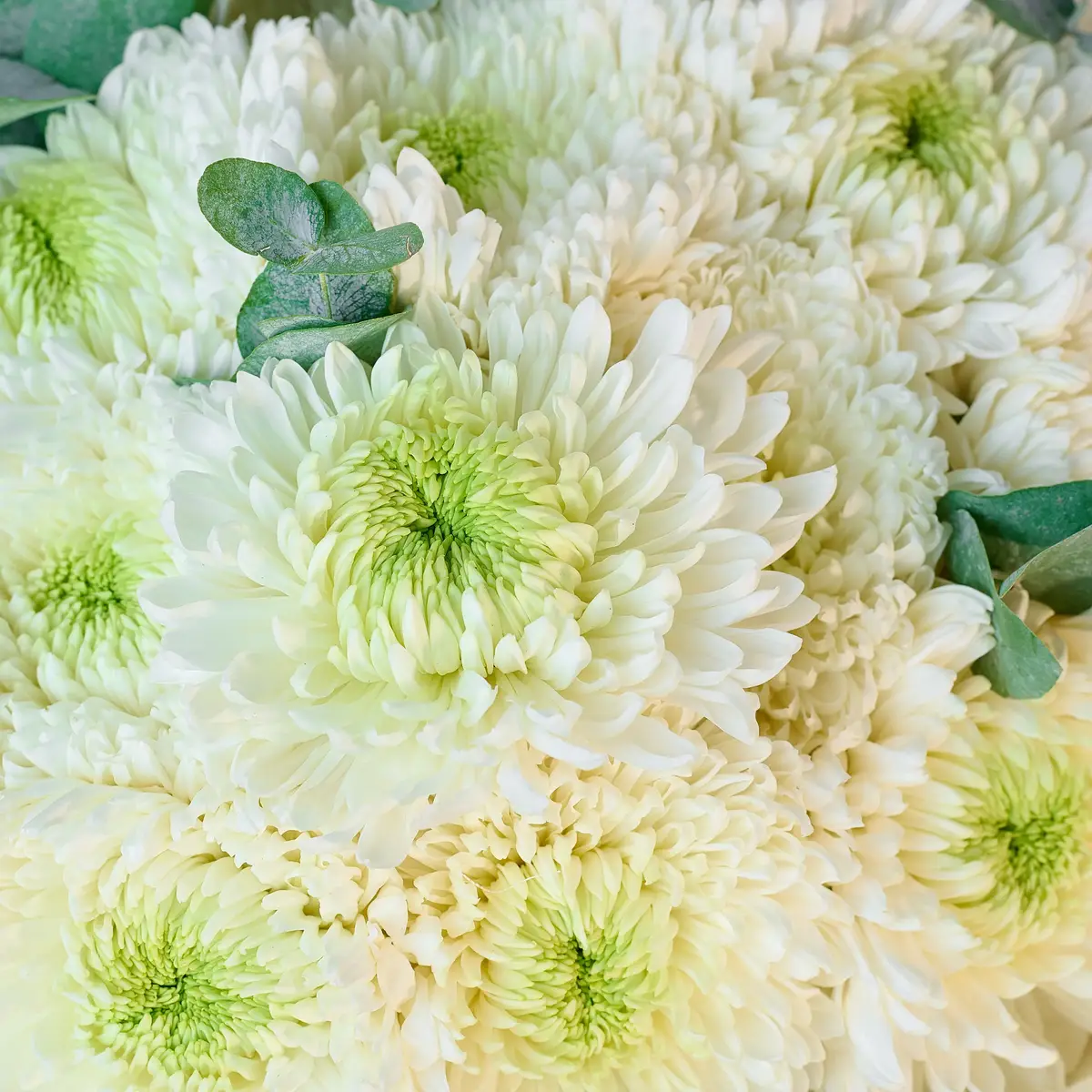 Букет из 21 одинарной бутунной белой хризантемы купить недорого в Украине, фото 3