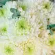 Букет из 21 одинарной бутунной белой хризантемы купить