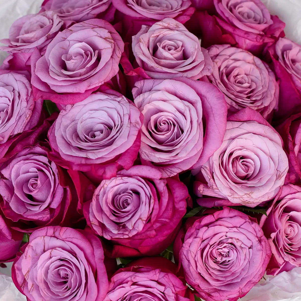 Букет 21 роза Принц Персии купить недорого в Украине, фото 3