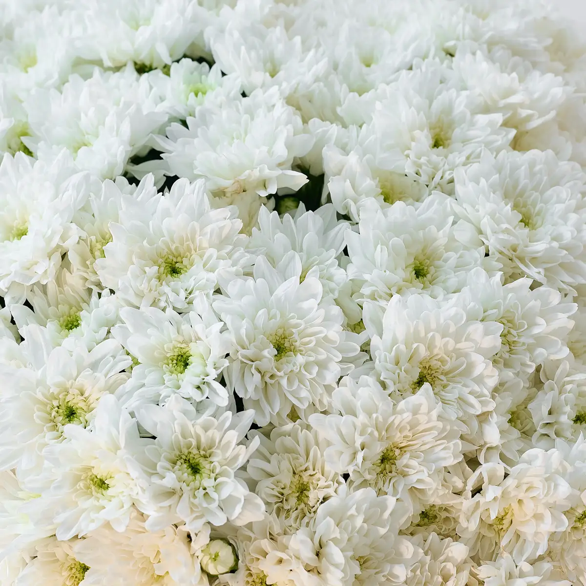 Букет 35 Білих Хризантем купити недорого в Україні, фото 3