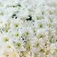 Букет 35 Білих Хризантем купити