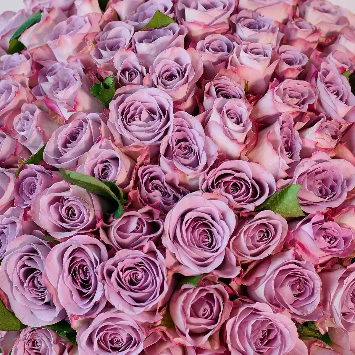 Букет 101 Троянда Меморі Лейн купити недорого в Україні, фото 3