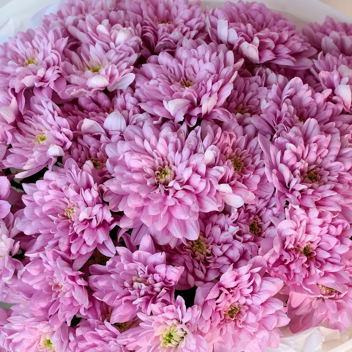 Букет из 11 розовых хризантем купить недорого в Украине, фото 3