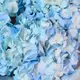 Букет из 5 голубых гортензий купить