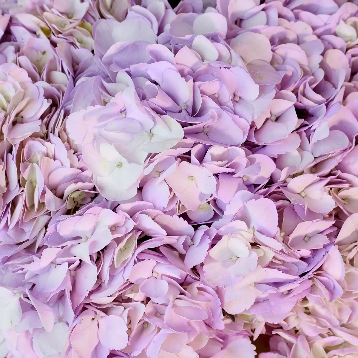 Букет 15 Лавандових Гортензій купити недорого в Україні, фото 3