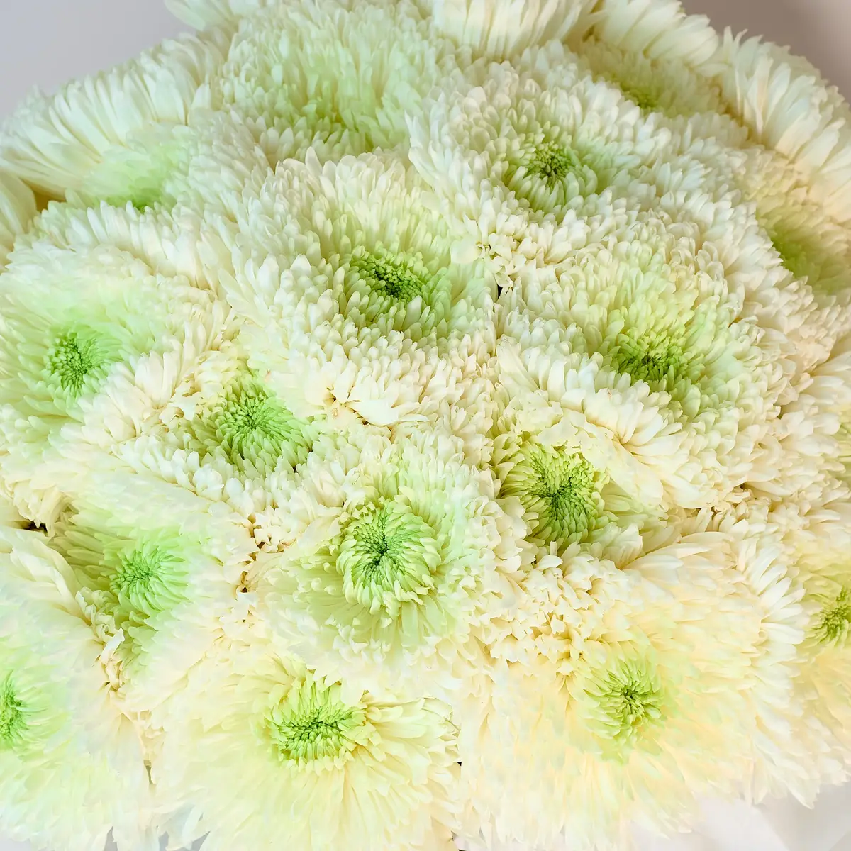 Букет из 25 однобутонных белых хризантем купить недорого в Украине, фото 3