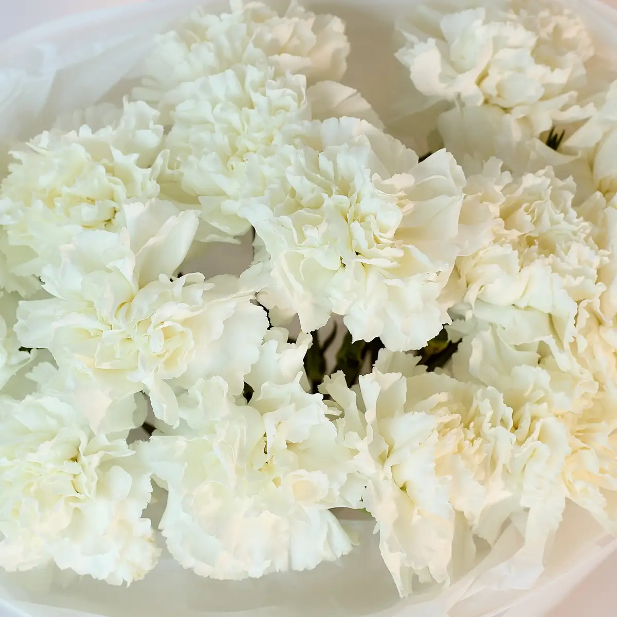 Букет из 25 белых гвоздик купить недорого в Украине, фото 3