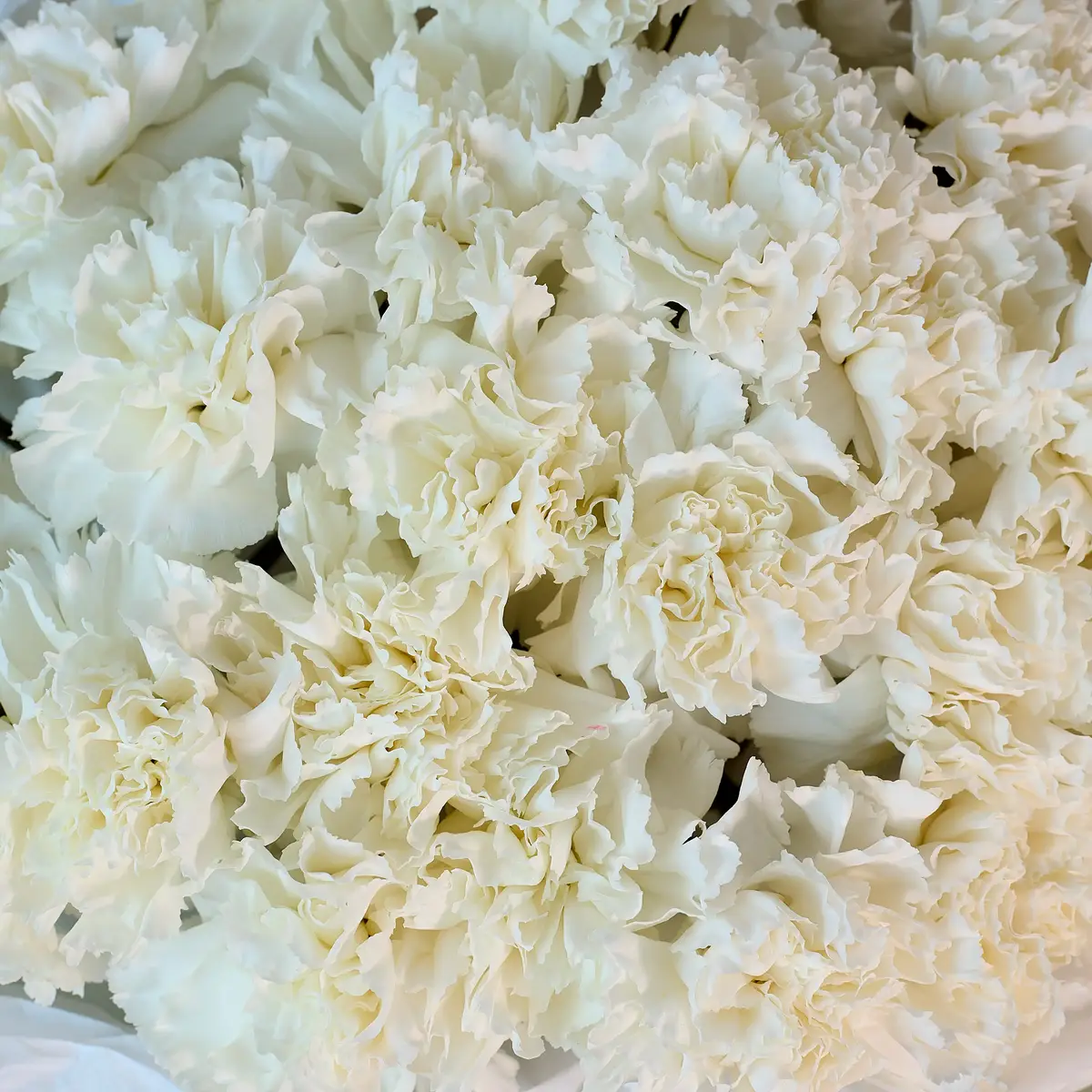 Букет 51 белая гвоздика купить недорого в Украине, фото 3